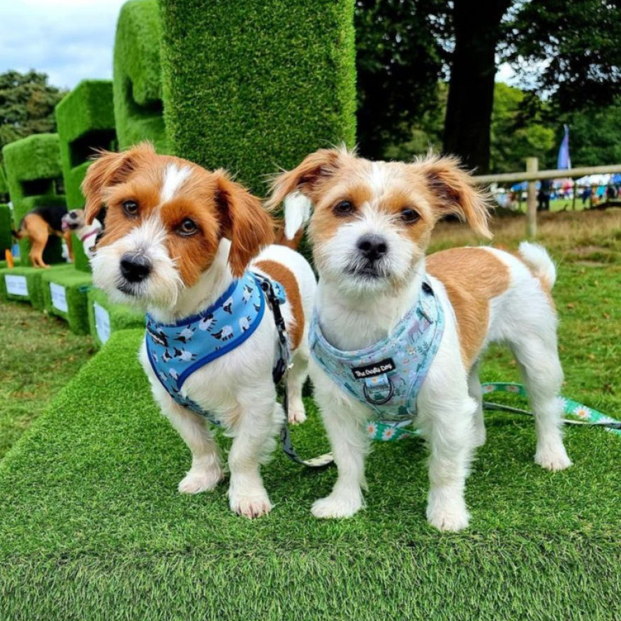 Two small dogs standing on artificial grass